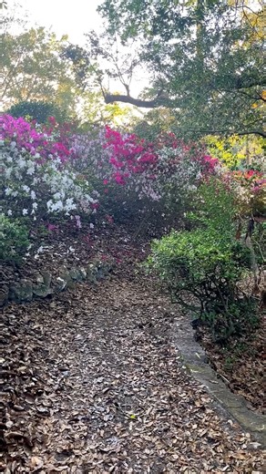 Azalea Blooms Exploding With Color!