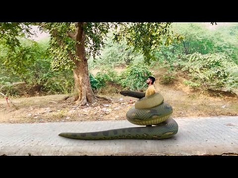 Anaconda vs. King Cobra: Ultimate Snake Showdown