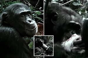 Incredible footage shows largest gang of bloodthirsty chimps in history ripping apart and eating a monkey