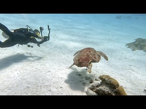 Scuba Diving in Bonaire 2022 — Highlights [4K]