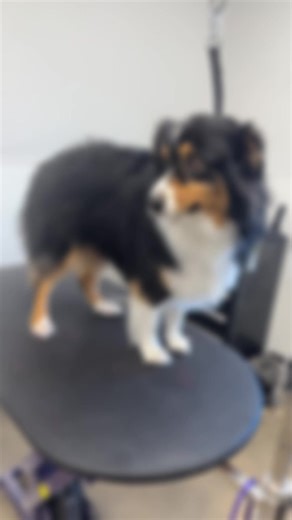 Memphis Groomer Shares Adorable Dog Transformations