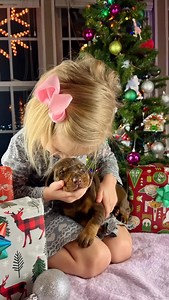 Willow’s Ruby at 2 weeks old 殺 @briaunarenae #reddoberman #reddobermanpinscher | andrea_txpups | Facebook