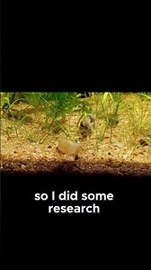 Mystery of the Empty Snail Shell What Happened