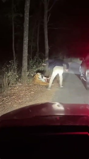 Night Safari Road — Control Lost