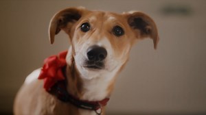 Dogs Trust | A Dog Is For Life, Not Just For Christmas