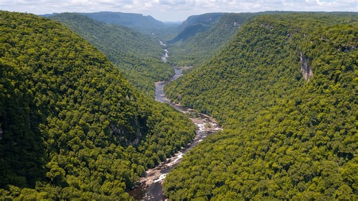 A river carving through endless Amazon forest