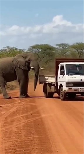 Brave Elephant Pushes Truck to the Side of the Road!