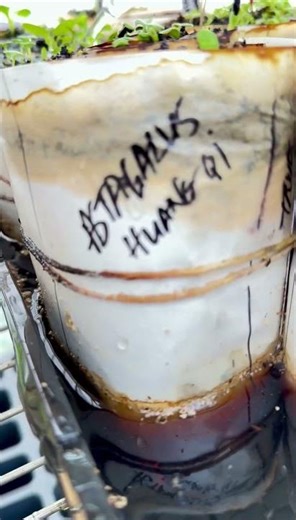 Seed Snail Follow~up #shorts #shortvideo #shortsfeed #short #blessed