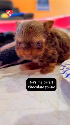 So Cute Chocolate Yorkie #yorkie #yorkshireterrier #yorkiepuppy #yorkielove #yorkiepuppies #yorkielife | I Love Yorkshire Terrier