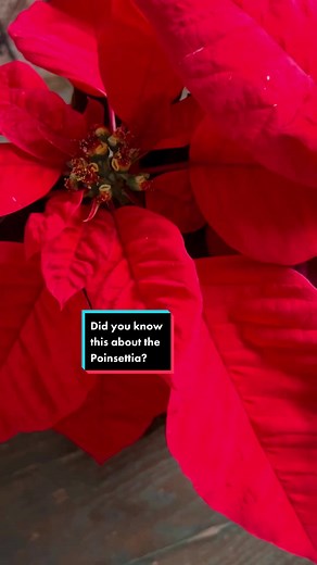 The History of Poinsettias: From Aztec Medicine to Christmas Traditions