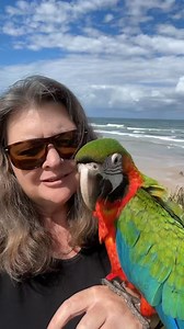 Flashback - I love the Catalina’s , they are a fantastic companion macaw, intelligence from the scarlet and clownishness from the blue and gold macaw . Tracey - MacawsAustralia.com #macaw #pet #parrot | Macaws Australia