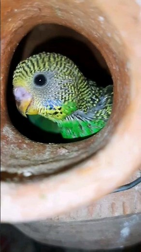 Cutest Budgie Babies 💕💕