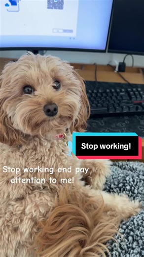 Engage with Your Golden Doodle's Playful Side