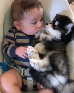 21K views · 523 reactions | The Dose of Love You Needed | Animals Lovers | Facebook