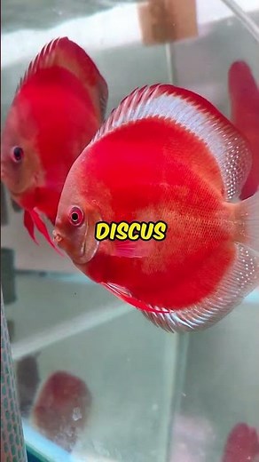 Discus Fish The Kings of Freshwater aquarium