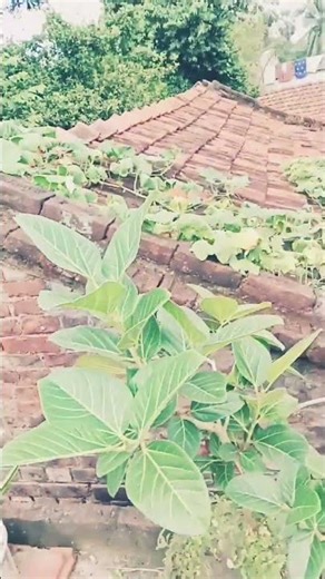 # bot Bonsai, #hindisong #bollywoodsongs #love