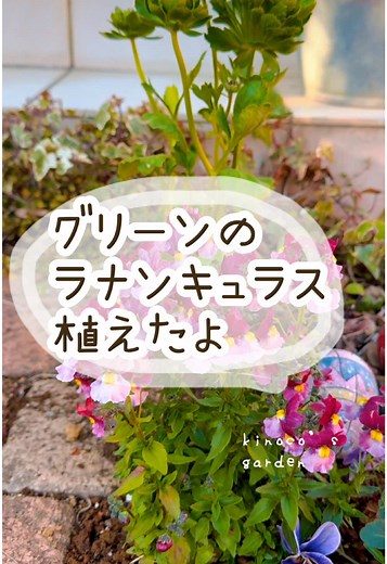 ラナンキュラスの育て方とお手入れ方法｜日当たりや水やりに注意！