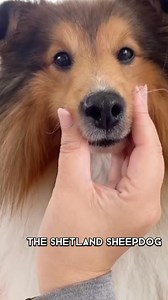 Shetland Sheepdog: The ultimate obedience champ! #sheepdog #champ #facts #animals #fun | Imlo Tofu | Facebook