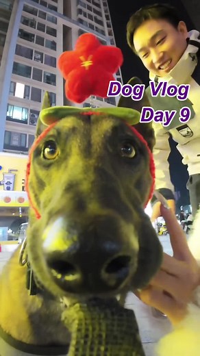 Day 9 #dog #dogsoftiktok #dogs #fyp #foryoupage