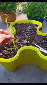 flower planting ten hours #gardening #garden #gardeningtips #gardenlife #gardeninspiration #gardenideas #gardenlove #gardendesign #gardenersofinstagram #gardenersworld #garden_styles #gardenphotography #gardenlovers #gardenerslife #gardenart #gardenbeauty #gardensofinstagram #gardenplants #gardenviews #gardenersparadise #gardenista #gardeningcommunity #gardenloversclub #gardenaddict #gardeners #gardenerslife #gardenizi | Seed to Flower