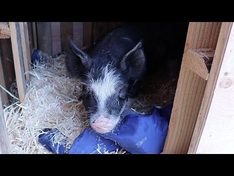 Bringing Home the Piglets | Show Pigs for 4H