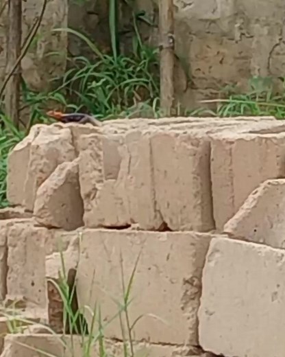 Different locations but the same thing lizard catch one of Africa😂 #comedy #praise | Deprince Tochukwu Olinya