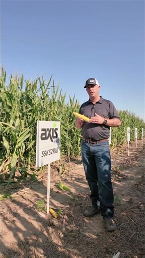 For continuous dryland to limited irrigation corn acres plant Axis 55K52 #hybridcorn #westernks