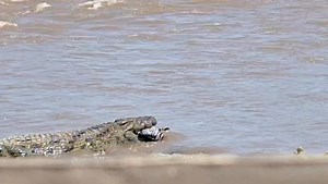 2.3K reactions · 25 shares | Jambo and welcome to kenya. Contact us for safari and excursions. As you can see a crocodile is suffocating a zebra in the mara river.nature is cruel sometimes #viralreels #safari #masaimara #miracle #nature #savana #discover #experience #explore | Furaha Sitima Wanje | Facebook