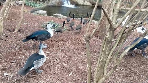 NEW DUCKS ON THE BLOCK! 🦆 Say hello to the newest addition to our mixed species duck & crane exhibit - the American comb duck! These unusual birds hail from the wooded wetlands of South America and males are easily distinguished thanks to the large lump, or "comb," on the top of their bills. Both sexes have gorgeous coloration - white chests, speckled heads, and black backs. 😍 | Nashville Zoo