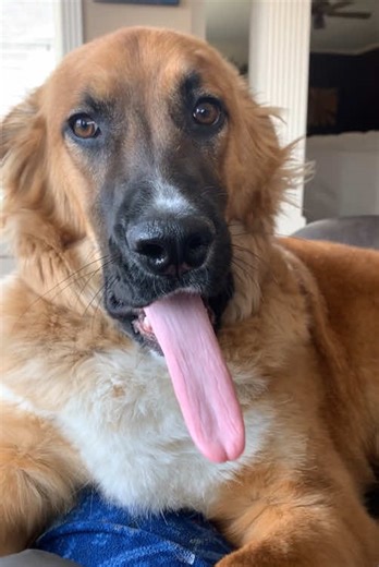 The Contagious Nature of Dog Yawning