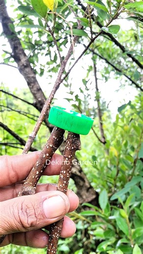 Trying a very easy air layering technique and using a used bottle as a container🌳#airlayering