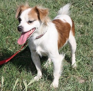 Chilier Dog (Cavalier King Charles Spaniel Chihuahua Mix) Info, Temperament, Puppies, Pictures