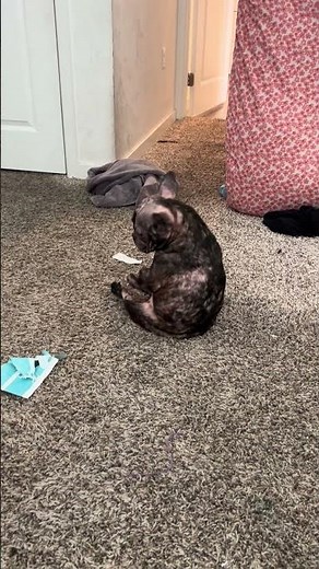 Why This Dancing Dog Went Viral