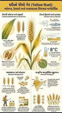 ઘઉંના 3 ખતરનાક રસ્ટ રોગ | Leaf Rust, Stem Rust, Stripe Rust Symptoms & Control | Wheat Diseas part 3