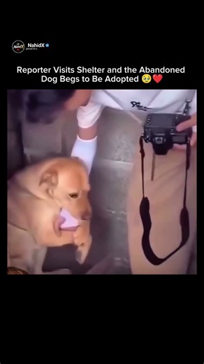 Reporter Visits Shelter and the Abandoned Dog Begs to Be Adopted 🥹❤️