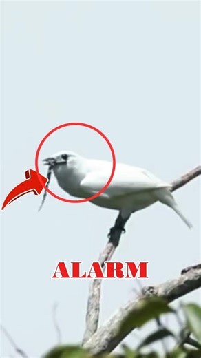 Terrifying Bird Sounds That Will SHOCK You 😱 #animals #birds