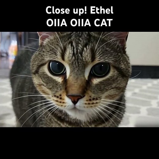Close up ethel - OIIA OIIA CAT (Spinning Cat)