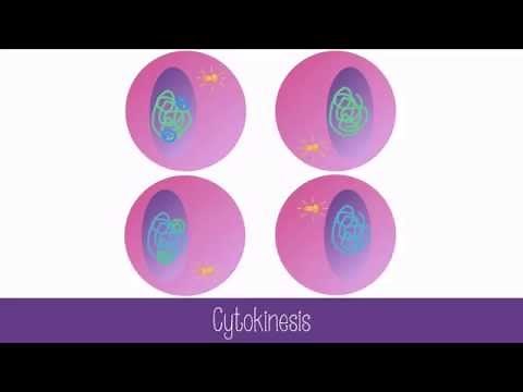 Stages of Meiosis