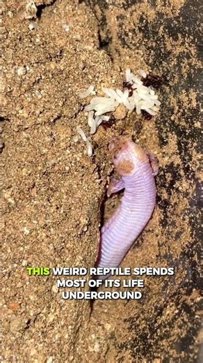 What is this 2 Legged Snake Lizard 🤯