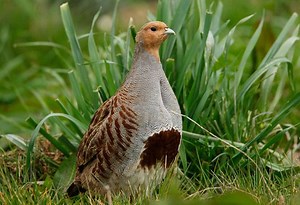 Grey partridge - Alchetron, The Free Social Encyclopedia