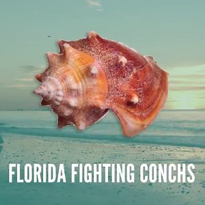 Finding shells is a shore thing on The Beaches of Fort Myers & Sanibel | VISIT FLORIDA