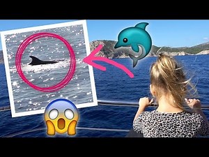 Hat sich das wirklich gelohnt? - DELFIN-TOUR 🐬💦