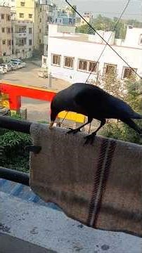 crow eating meaning spiritual. #crow #croweating