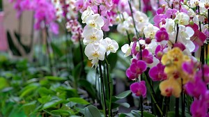 20 Macam-Macam Bunga Anggrek yang Populer di Indonesia, Ada yang Dilindungi