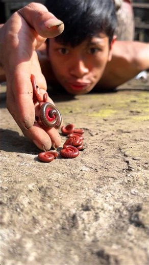 Don’t complain, Even under the blazing sun, Tarzan still faithfully herds the cute baby millipedes