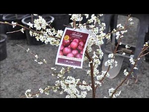 About Bruce Plum Trees