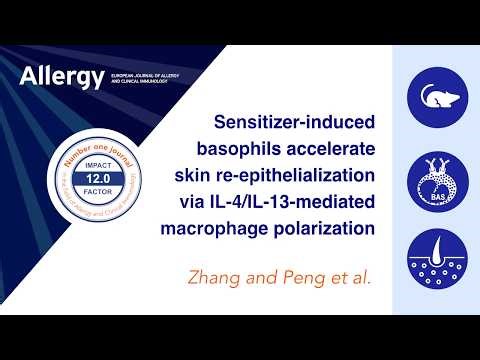 The protective role of basophils in atopic dermatitis