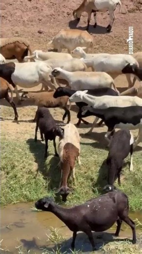 A common sight in the Yaqui Valley