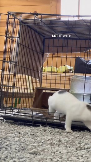 744K views · 10K reactions | Wild Kitten Part 4… #cats #wildkitten #barncat #taming #kitten | White House on the Hill | Facebook