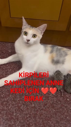 ANNESİ OLMAYAN KİRPİLERE ANNELİK YAPAN KEDİ HAYVANLAR DAHA MERHAMETLİ😢😢